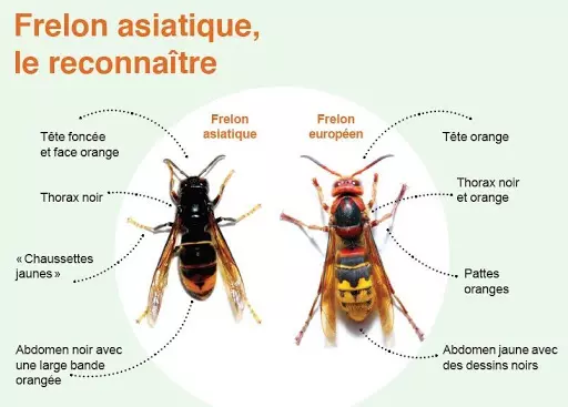 Frelon asiatique, le reconnaitre